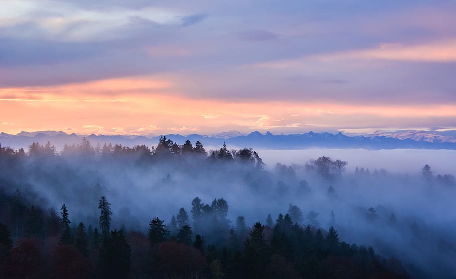 fog, forest, mountains, alps, clouds, trees, nature, landscape HD wallpaper