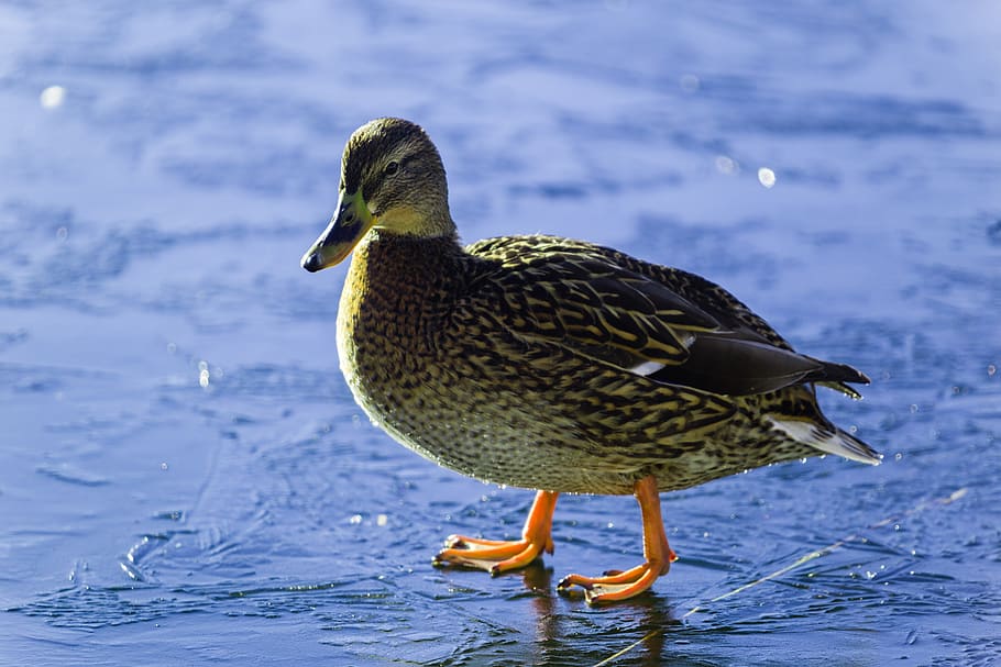 ice, duck, snow, winter, bird, lake, water bird, feather, nature HD wallpaper