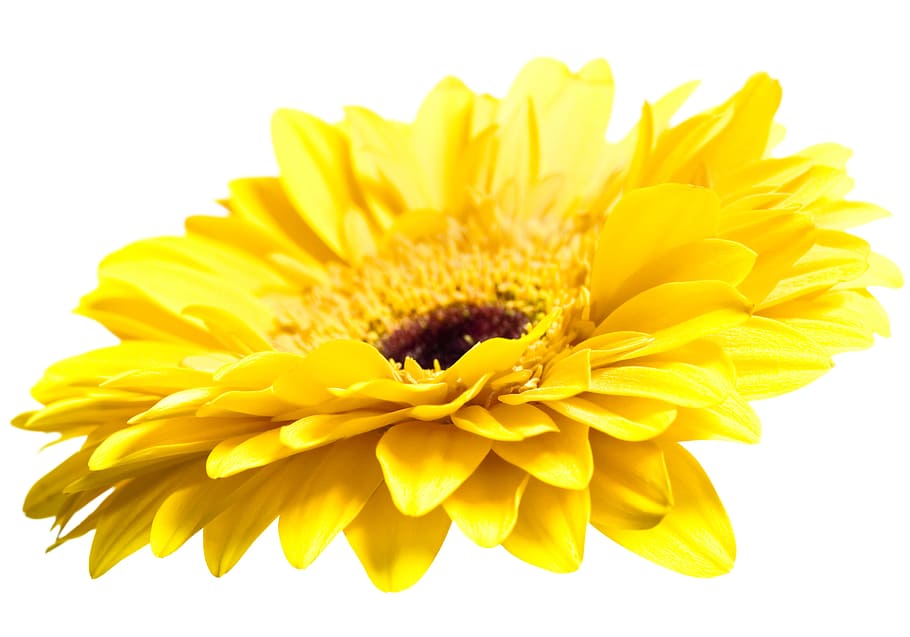 gerbera, flower, background, white, closeup, isolated, decoration