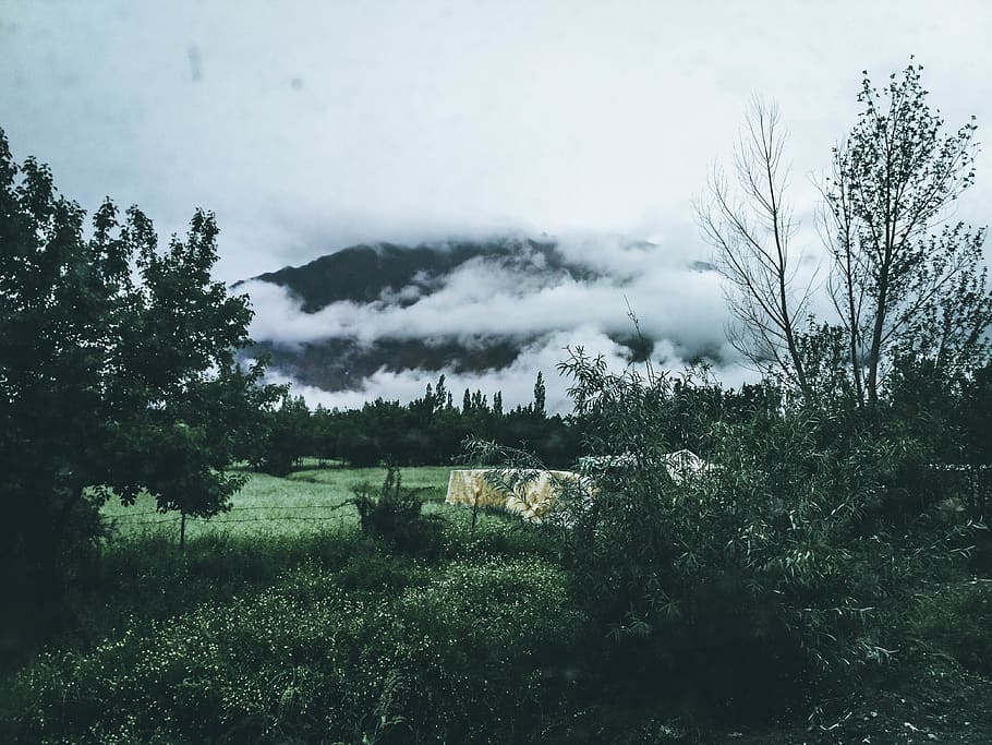 Mountain Near Trees, clouds, daylight, environment, fog, foggy HD wallpaper