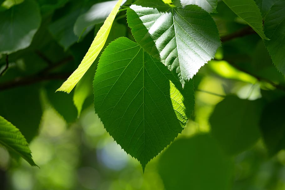 Green Leaves, branch, bright, close-up, environment, fresh, freshness HD wallpaper