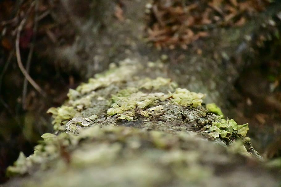plant, moss, algae, ground, animal, fungus, mushroom, agaric HD wallpaper
