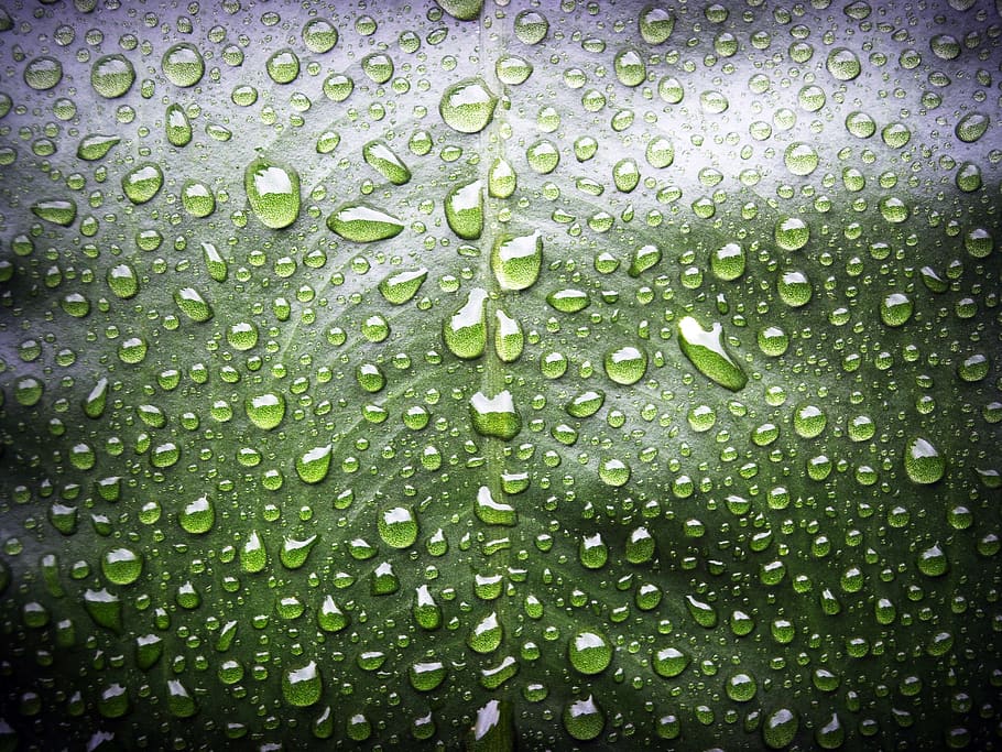 Wet Green Leaf, close-up, dew, dewdrops, droplets, macro, nature HD wallpaper