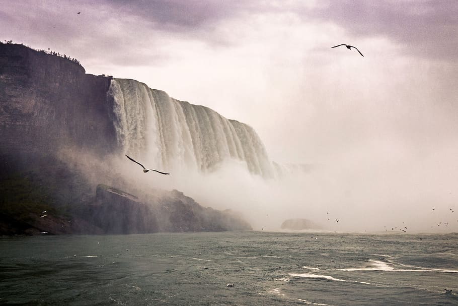 waterfalls and ocean, bird, animal themes, scenics - nature, beauty in nature HD wallpaper