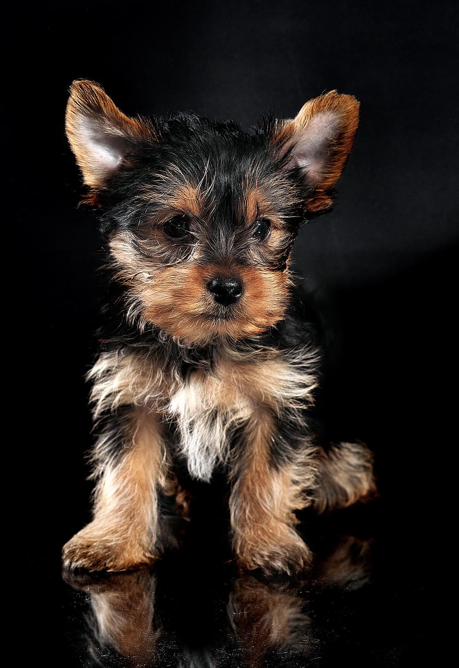 Yorkshire Terrier Puppy, adorable, animal, breed, canine, cute HD wallpaper