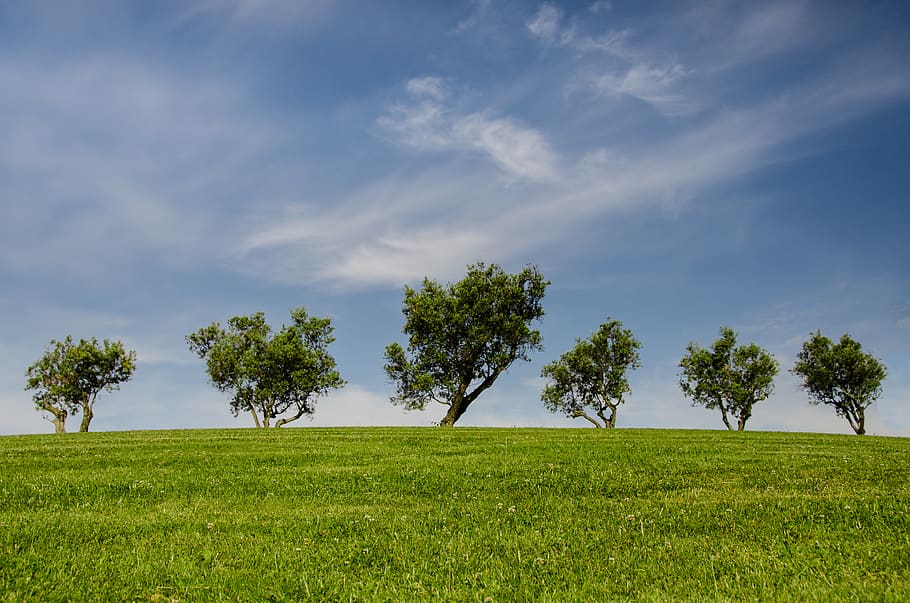 Five Green Leafed Trees on Green Grass Field Under Cloudy Sky HD wallpaper