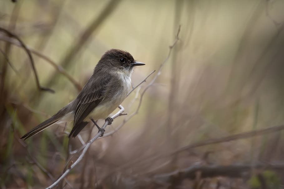 animal, anthus, finch, canada, athabasca, grass, sparrow, nature, HD wallpaper