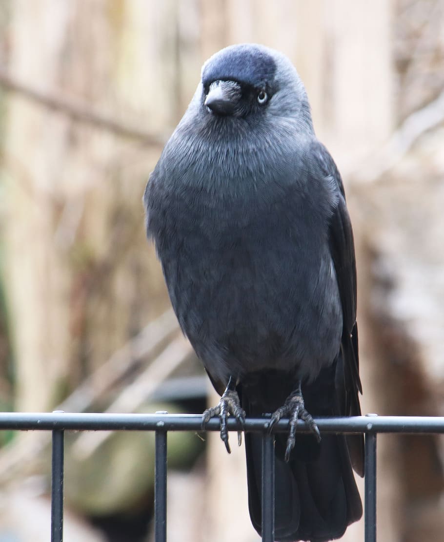bird, black, crow, raven, animal, nature, wildlife, flying HD wallpaper