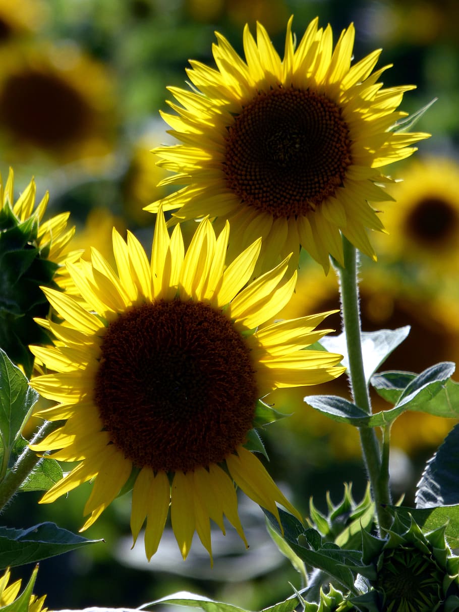 sunflower, summer, nature, yellow, sky, agriculture, light HD wallpaper