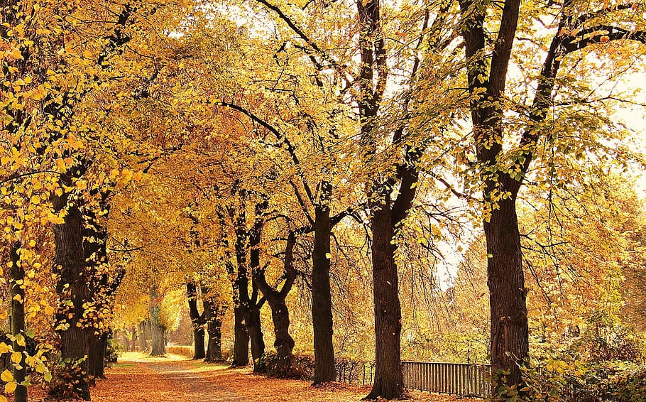 leave, leaf, fallen, dry, nature, tree, bunch, wood, season HD wallpaper
