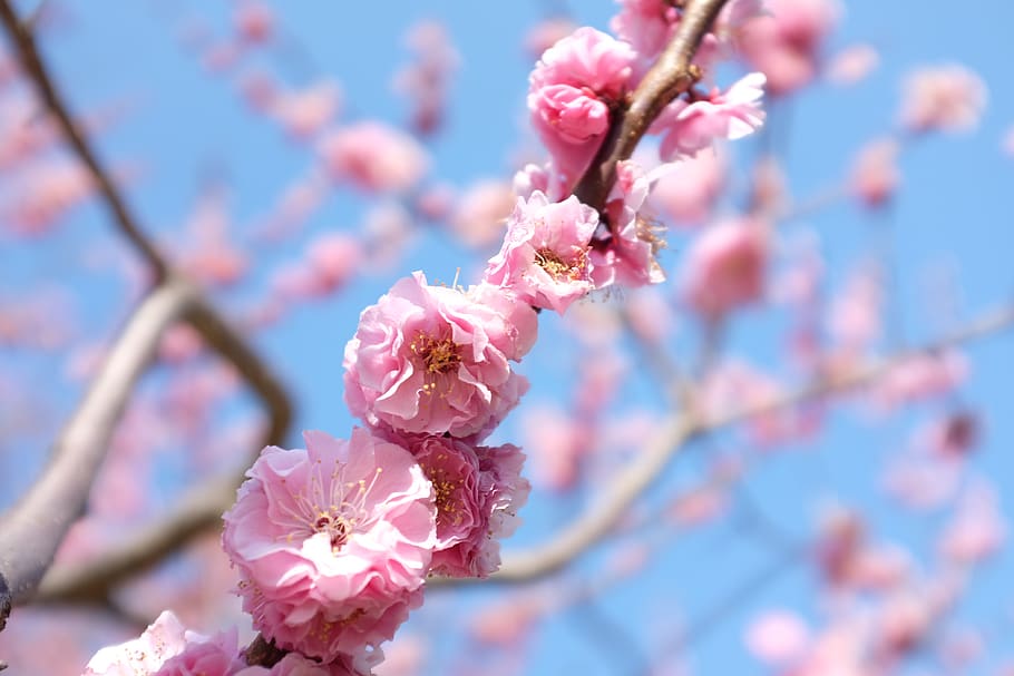 close up, sakura, pink, tree, blossom, cherry, flowering plant HD wallpaper