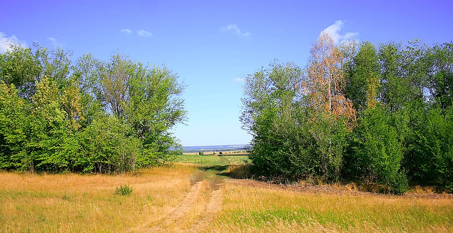 con2011, environment, environmental, green, image, nature, peace HD wallpaper