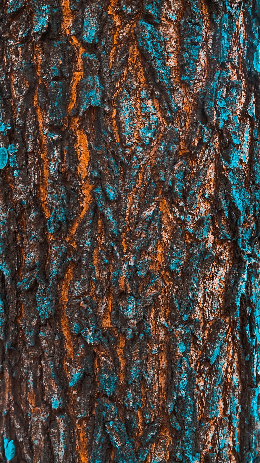 indonesia, full frame, backgrounds, textured, close-up, trunk HD wallpaper