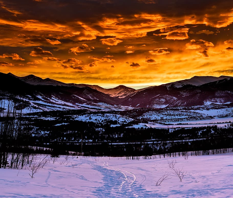Dry Plants on Snow Field, beautiful, bright, clouds, dawn, evening HD wallpaper