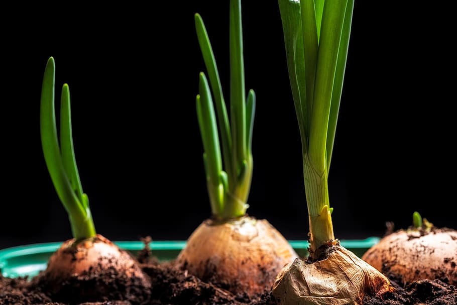 four white onions growing, plant, food, vegetable, produce, turnip