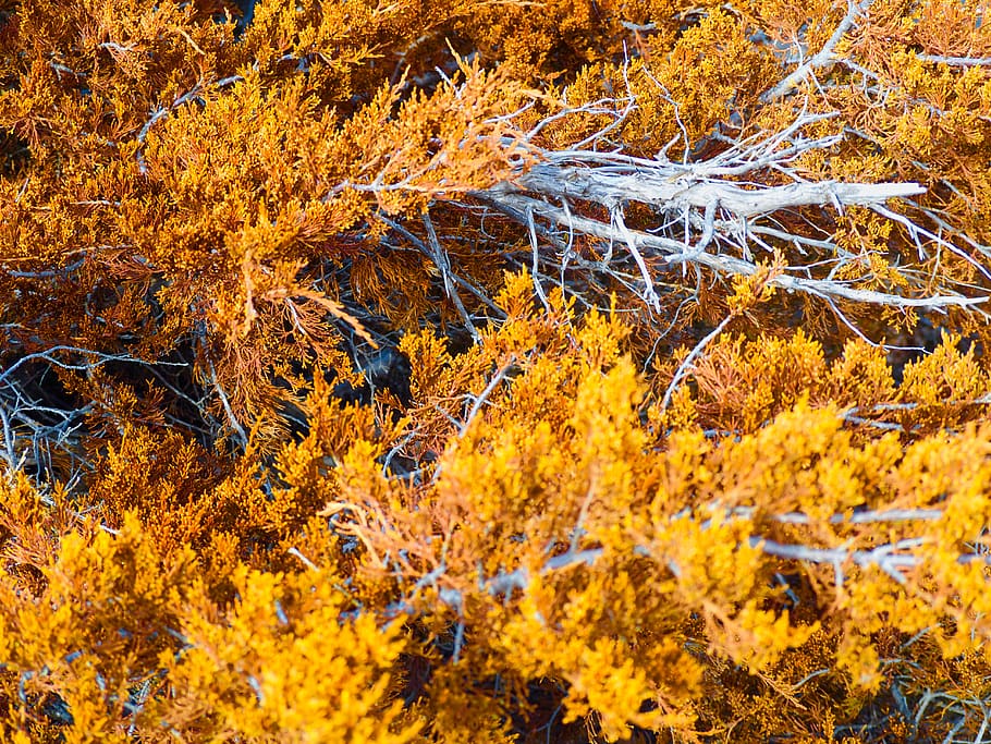 yellow trees, plant, leaf, maple, bonfire, flame, vegetation HD wallpaper
