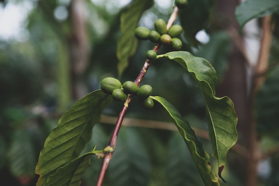 green leafed plant, growth, plant part, green color, focus on foreground HD wallpaper