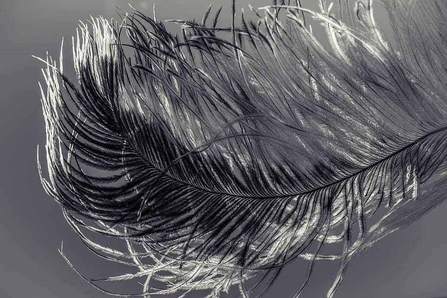 spring, strauss, bird, animal, nature, soft, feather, silk HD wallpaper