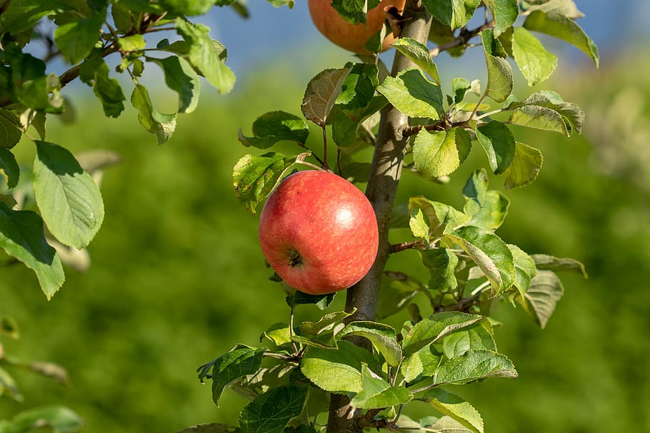 apple, fruit, fresh, healthy, delicious, vitamins, tasty, sweet HD wallpaper