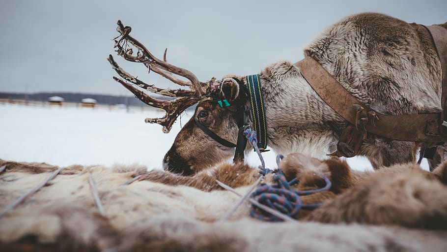 brown deer on snow, mammal, water, animal, animal themes, domestic animals HD wallpaper