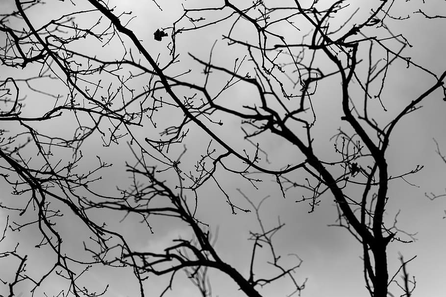 bare trees under gray clouds, silhouette, plant, bird, animal HD wallpaper