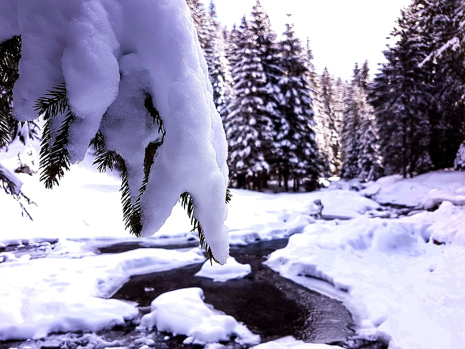 Snow Covering Trees, blurred, cold, conifer, fir, zing, frost HD wallpaper
