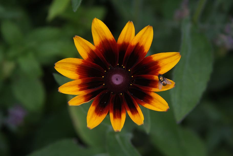 flower, fly, sunflower, flowering plant, petal, beauty in nature HD wallpaper