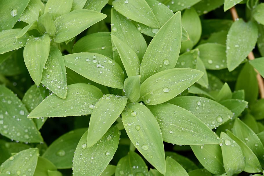 green leaves, plants, plant brings good luck, thrush, nature, HD wallpaper