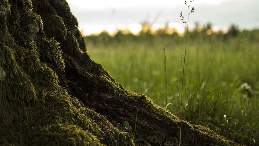 slovakia, silica, plant, field, growth, land, focus on foreground HD wallpaper