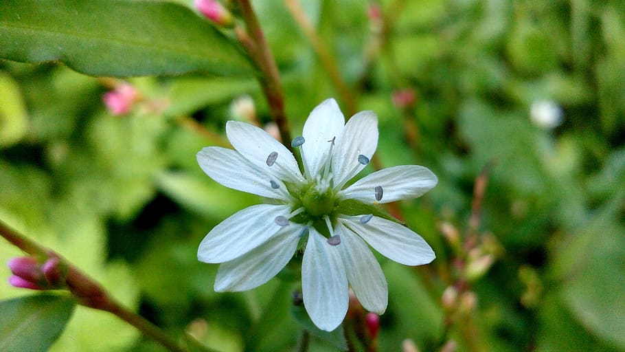 white, flower, nature, spring, bloom, blossom, flora, garden HD wallpaper