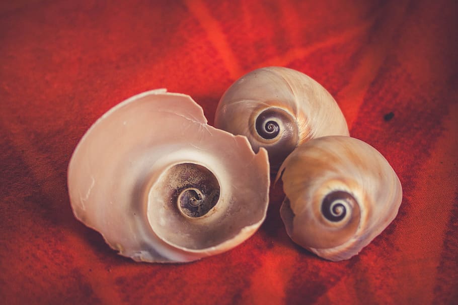 Seashells, spiral, animal, animal themes, animal wildlife, close-up HD wallpaper