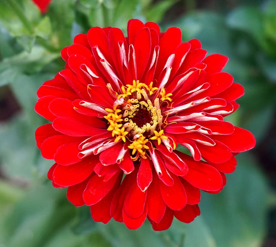 flower, red, blossom, bloom, nature, petals, flowers, garden HD wallpaper