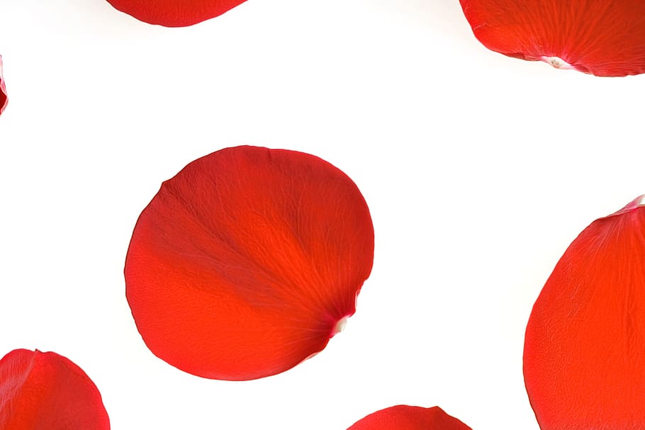con2011, rose, petals, red, flower, flowering plant, white background HD wallpaper