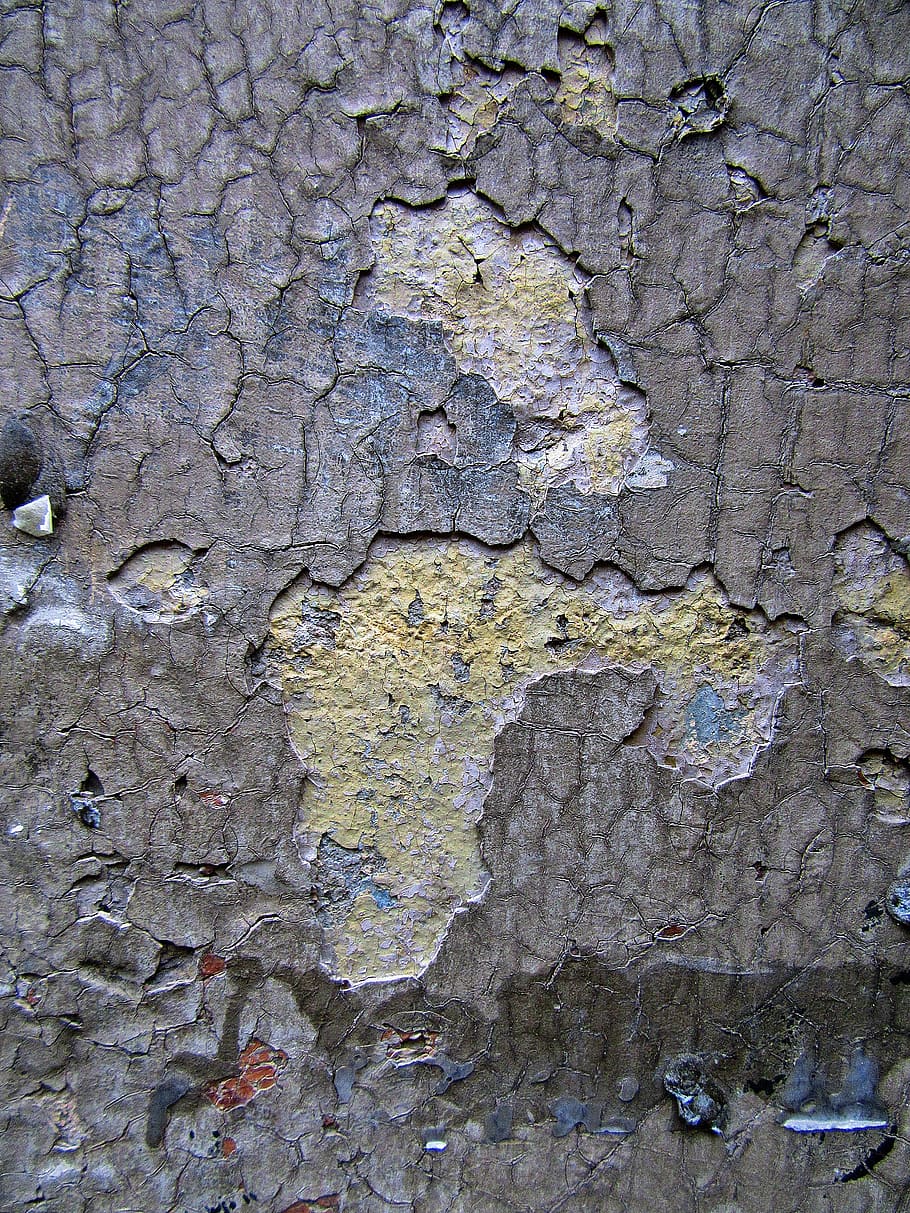 rock, tree, tree trunk, plant, ground, texture, leaf, wood HD wallpaper