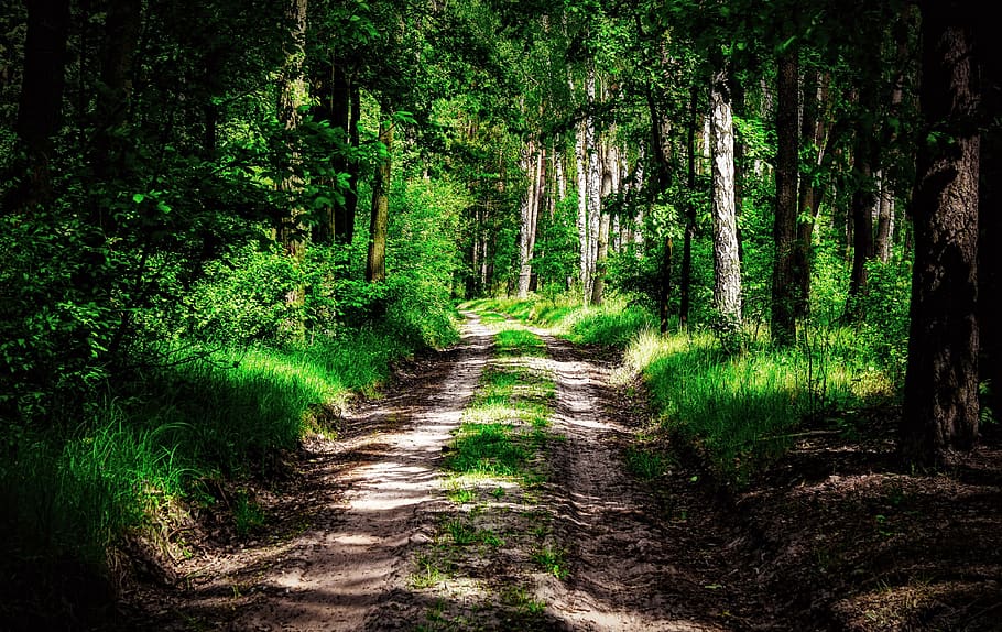 forest, way, the path, tree, light, forests, atmosphere, magic HD wallpaper