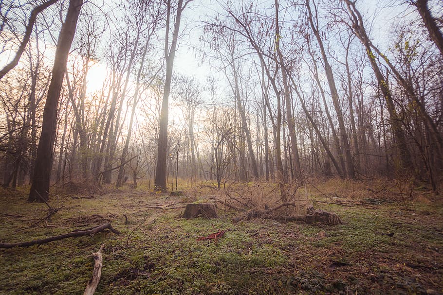 Photo of Bare Trees During Daytime, 4k wallpaper, branches, dawn HD wallpaper