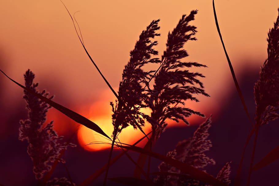 plume, reed, sunrise, silhouette, feathery, phragmites, countryside, HD wallpaper