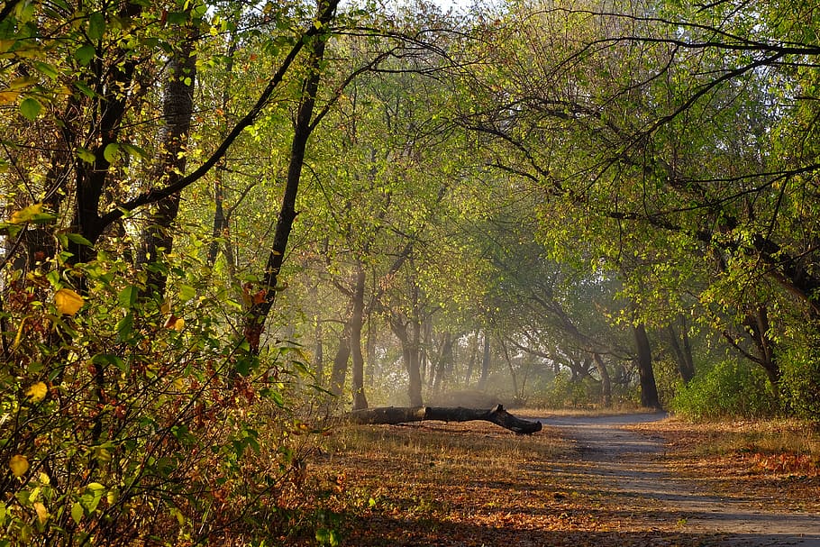 forest, morning, trail, trees, plant, nature, land, growth HD wallpaper