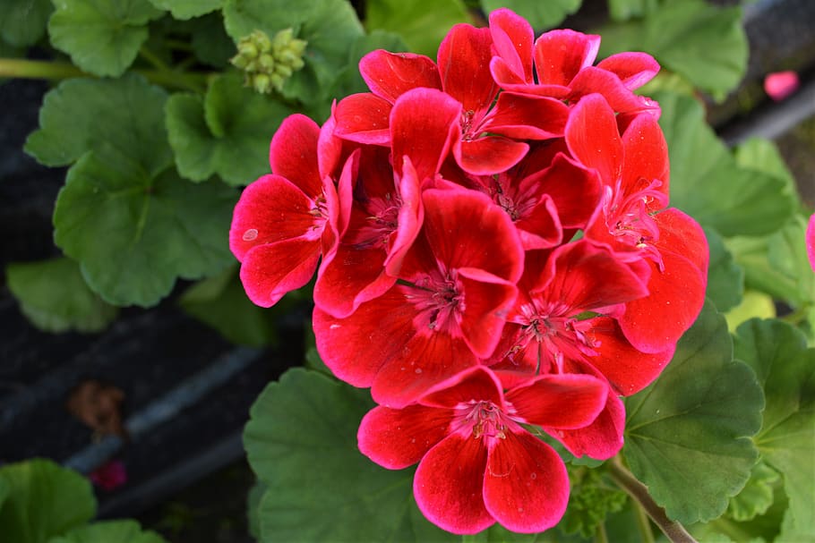 pink, red, blossom, bloom, flower, close up, nature, pink flower HD wallpaper