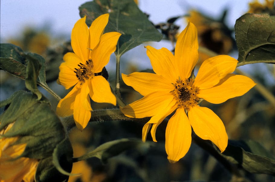 sunflower, nature, light, flowering plant, yellow, freshness HD wallpaper