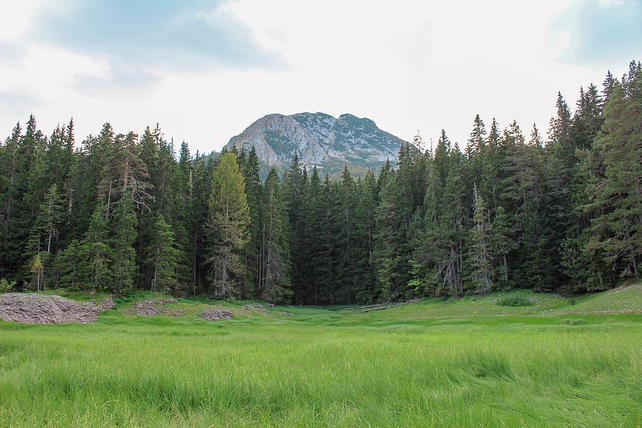 grass, plant, tree, fir, abies, nature, montenegro, field, conifer HD wallpaper