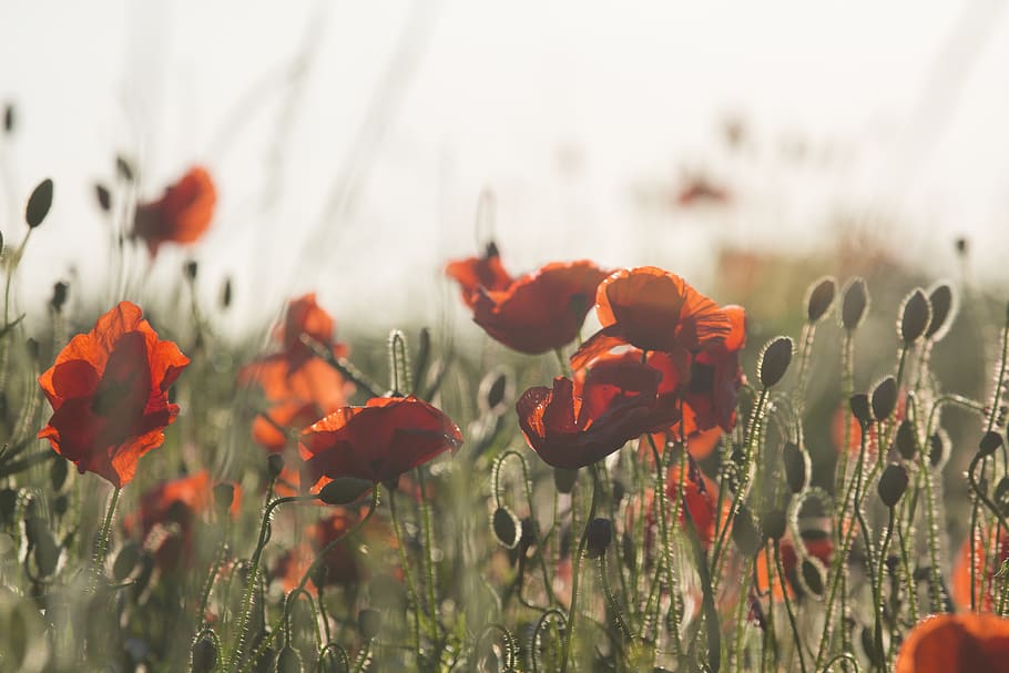 red-petaled flowers, plant, flowering plant, growth, beauty in nature HD wallpaper