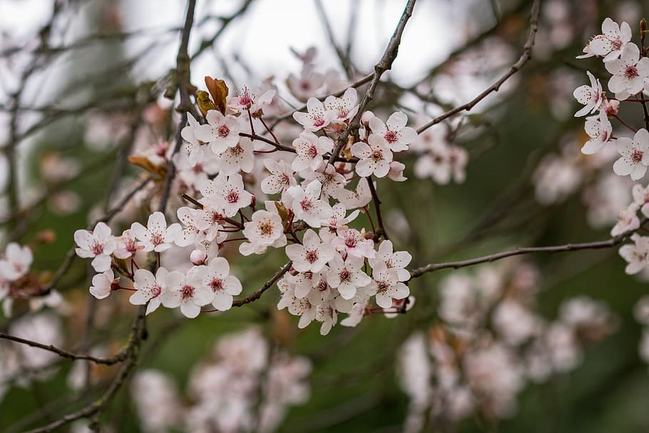 spring, tree, blossom, nature, cherry, branch, white, bloom HD wallpaper