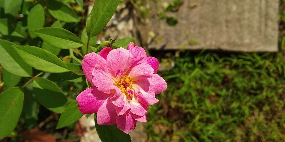 pink, nature, evergreen, flowering plant, fragility, vulnerability HD wallpaper