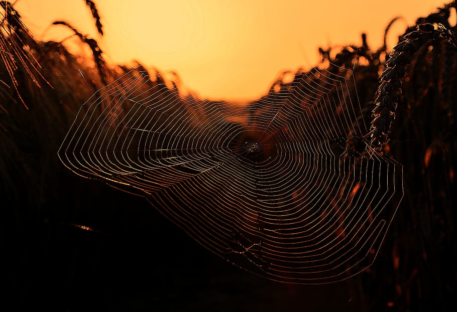 Selective Focus Photography of Spider Web, dark, dawn, pattern HD wallpaper