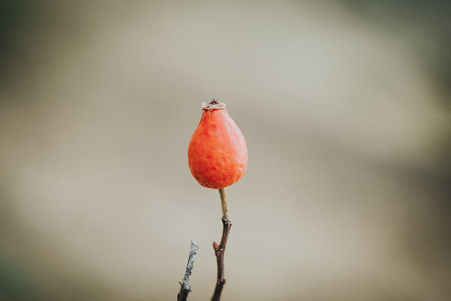 Orange Flower, bud, close-up, explore, little, macro, outdoors HD wallpaper