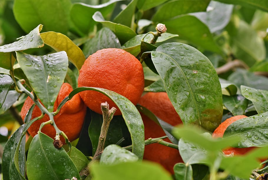 orange, orange tree, citrus fruit, vitamins, healthy, nutrition HD wallpaper