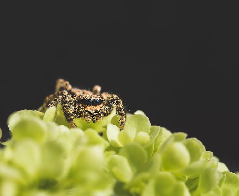 spin, springspin, nature, bug, eyes, outdoor, insects, colorful HD wallpaper