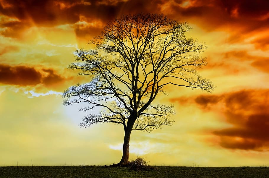 Silhouette of Bare Tree, branches, dawn, HD wallpaper, landscape HD wallpaper