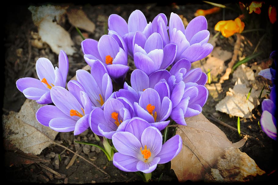 flower, crocus, spring, nature, plants, violet, garden, colorful HD wallpaper